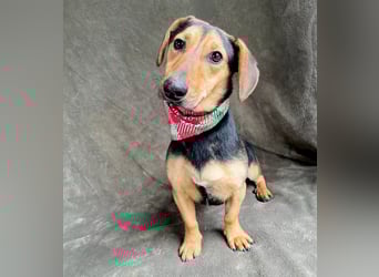 Oszvald - Liebevolle Seele sucht sein Happy End!