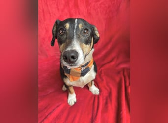 Pepito - Kleiner Charmeur sucht seine Menschen!