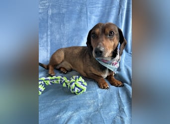 Robin - kleiner Dackelmix mit sensiblem Herz sucht sein Zuhause