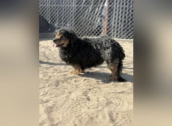 Bongor - Besonderer Schatz auf der Suche nach seinen Menschen!