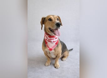 Sebestyen -Freundlicher Begleiter sucht seine Menschen!