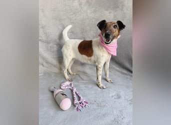 Roxi - Charmante Hundedame sucht ein liebevolles Zuhause!