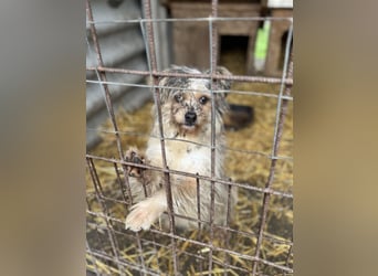 Pityu - Sensibler Hundejunge sucht geduldige Menschen