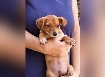 Piccolo - fröhlicher Schatz sucht sein Für-immer-Zuhause