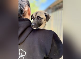 Pippa Kleine Schmusemaus sucht ihr Glück