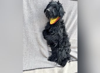 Bozont - Sanfter Schatz sucht geduldiges Zuhause *bald in 71711 Murrr*