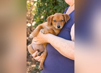 Piccolo - fröhlicher Schatz sucht sein Für-immer-Zuhause