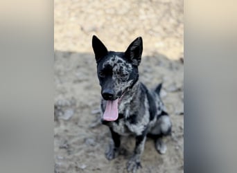 Sheldon - Sportlicher Rüde sucht aktive Familie