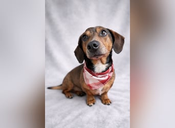 Robin - kleiner Dackelmix mit sensiblem Herz sucht sein Zuhause