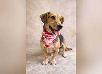 Sebestyen -Freundlicher Begleiter sucht seine Menschen!