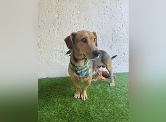 Sebestyen -Freundlicher Begleiter sucht seine Menschen!