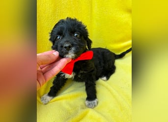 Misty - Fröhliche Misty sucht aktive Menschen fürs gemeinsame Abenteuer