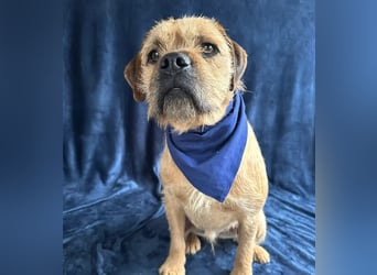 Jack -kleiner fröhlicher verspielter Rüde