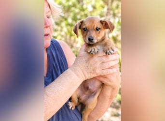 Piccolo - fröhlicher Schatz sucht sein Für-immer-Zuhause