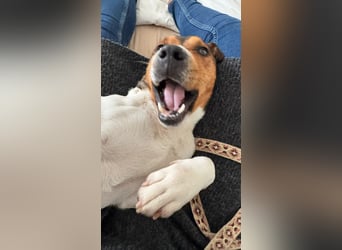 Beens- lieber kleiner Rüde sucht sein Zuhause