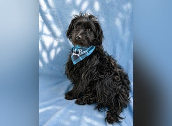 Bozont - Sanfter Schatz sucht geduldiges Zuhause *bald in 71711 Murrr*