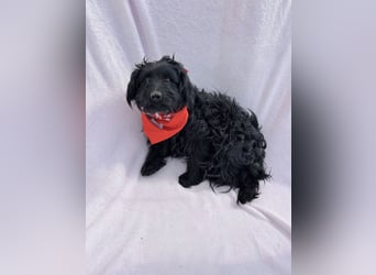 Bozont - Sanfter Schatz sucht geduldiges Zuhause *bald in 71711 Murrr*