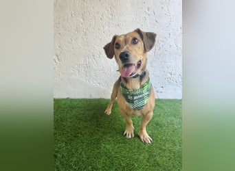 Sebestyen -Freundlicher Begleiter sucht seine Menschen!