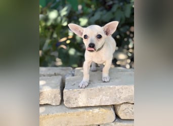 Peanut (Pepsi) Kleiner Peanut sucht großes Familienglück