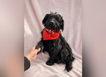 Bozont - Sanfter Schatz sucht geduldiges Zuhause *bald in 71711 Murrr*