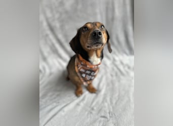 Robin - kleiner Dackelmix mit sensiblem Herz sucht sein Zuhause