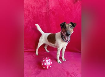 Roxi - Charmante Hundedame sucht ein liebevolles Zuhause!