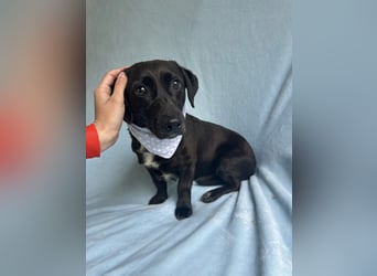 Pino (Pontiac) - Sanfter, ruhiger Junghund sucht geduldige Menschen!