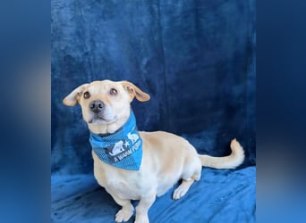 Cedric -Liebevoller Rüde möchte endlich ankommen!