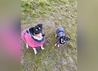 Tammy - Fröhliche kleine Hündin sucht Zuhause im Doppelpack