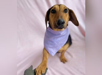 Oszvald - Liebevolle Seele sucht sein Happy End!