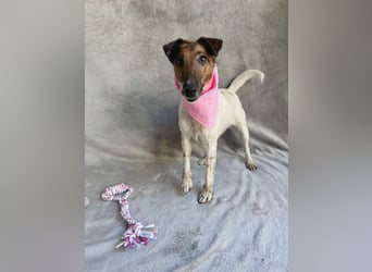 Roxi - Charmante Hundedame sucht ein liebevolles Zuhause!
