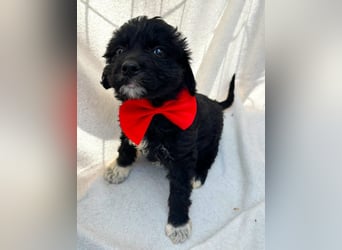 Misty - Fröhliche Misty sucht aktive Menschen fürs gemeinsame Abenteuer