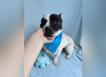 Mogli (Malcolm) - Cleverer, aktiver kleiner Rüde sucht erfahrene Menschen!