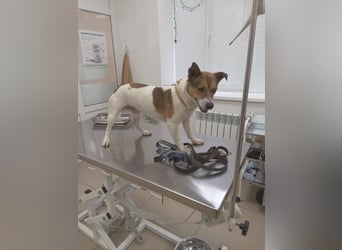 Jacko - fröhlicher aktiver Kerl sucht seine Familie
