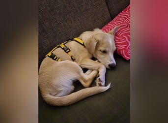 Gigino: kleiner Fratz sucht Kuschelplatz