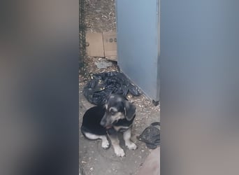 Calina – goldige Mischlingshündin sucht Zuhause