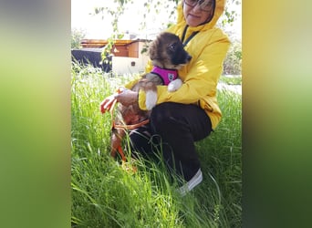 Mishka - Liebenswerter Junghund sucht seine Herzensmenschen