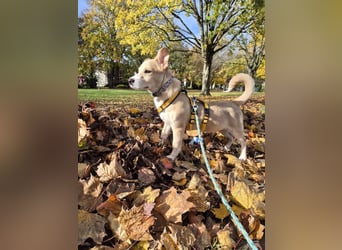Gigino: kleiner Fratz sucht Kuschelplatz