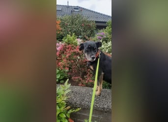 Kleine verrückte Maus sucht ihr Für-immer-Zuhause