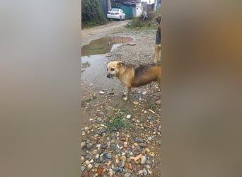 Kukla sucht ein warmes Zuhause