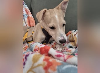 Gigino: kleiner Fratz sucht Kuschelplatz