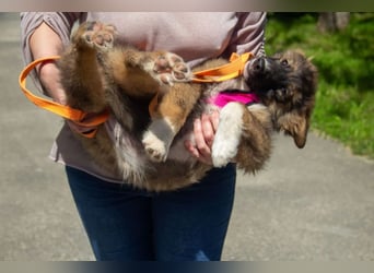 Mishka - Liebenswerter Junghund sucht seine Herzensmenschen