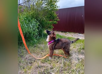 Mishka - Liebenswerter Junghund sucht seine Herzensmenschen
