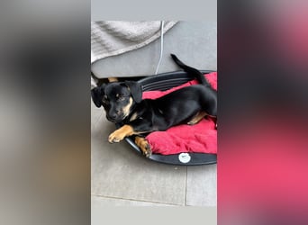 Amanda - Liebevolle kleine Hundedame sucht ihr Glück