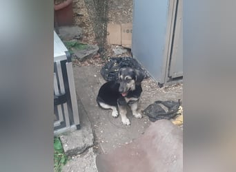 Calina – goldige Mischlingshündin sucht Zuhause