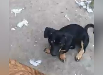 Amanda - Liebevolle kleine Hundedame sucht ihr Glück