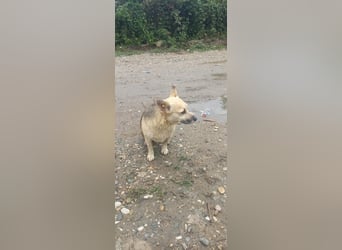 Kukla sucht ein warmes Zuhause