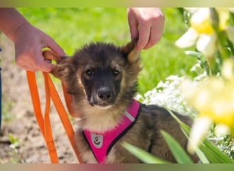 Mishka - Liebenswerter Junghund sucht seine Herzensmenschen