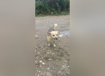 Kukla sucht ein warmes Zuhause