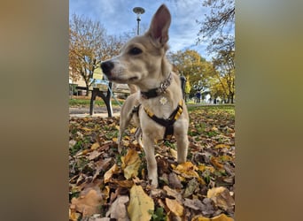 Gigino: kleiner Fratz sucht Kuschelplatz